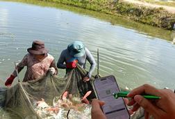 FAI Tilapia Welfare
