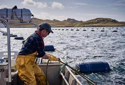 Shetland mussels