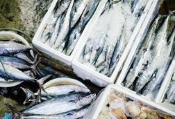 Icelandic catch