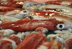 Oceana EU squid study