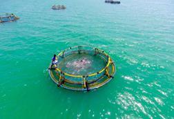 Cage fish farming