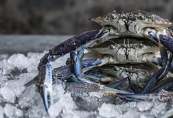 Blue swimmer crab