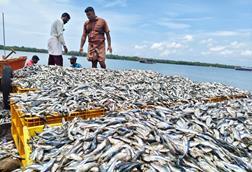 Two fishermen standing by an immense haul of sardines