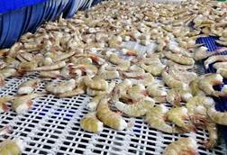 Shrimp in tunnel freezer