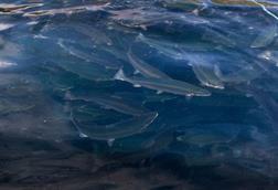 Nofima salmon handbooks