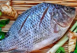 Tilapia