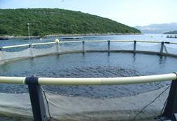 Croatia's total aquaculture production is about 12,000 tonnes per year with a value of €120 million ($146.8 million).
