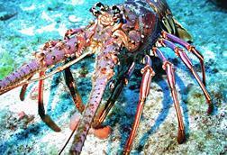 Caribbean spiny lobster