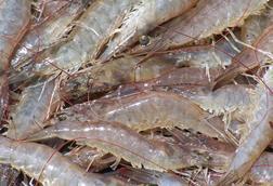 The shrimp farm is expected to be in operation before the end of the year