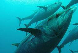 The new Bluefin tuna management procedure has been developed with active engagement of EU scientists and with EU funding