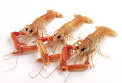 Nephrops/Langoustines