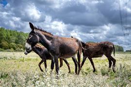 Donkeys at the Geuzenbos nature reserve at the Port of Rotterdam
