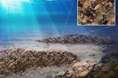 The image shows how the oyster reef will be constructed during the BELREEFS project