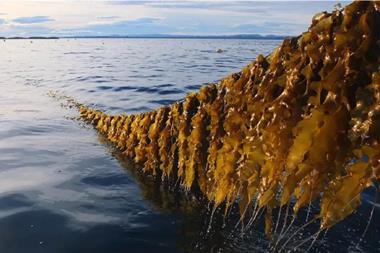 Seaweed