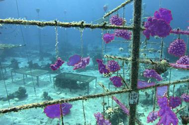 The image shows segmented images of underwater coral nursery structures