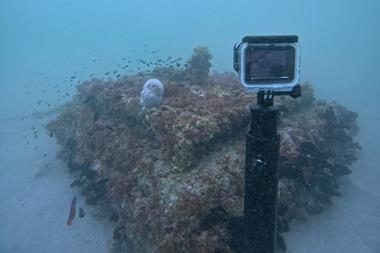 Ecoreef installation in the UAE