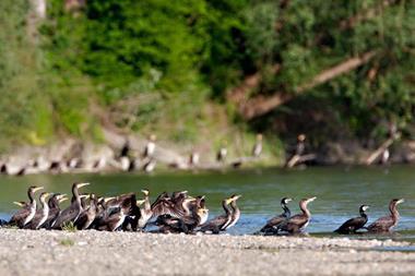 Croatia River Danube