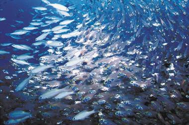 Climate change has an impact on fish stocks