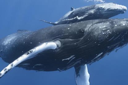 Humpback whale and calf.jpeg