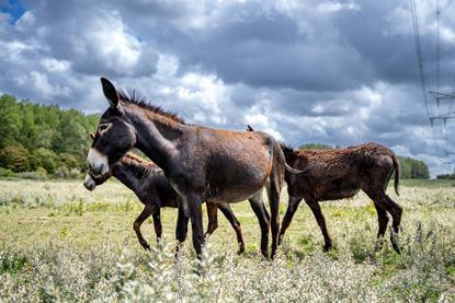 Donkeys at the Geuzenbos nature reserve at the Port of Rotterdam