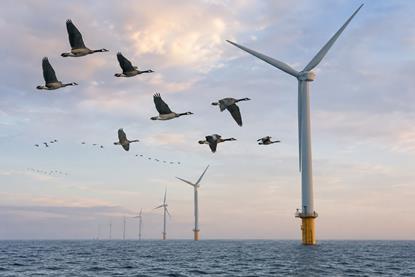 Birds and offshore wind