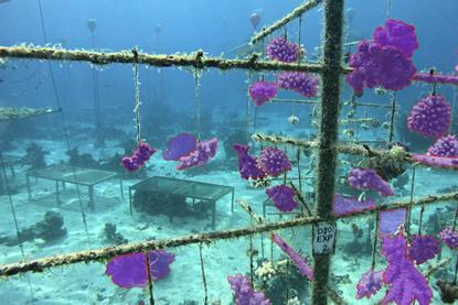 The image shows segmented images of underwater coral nursery structures