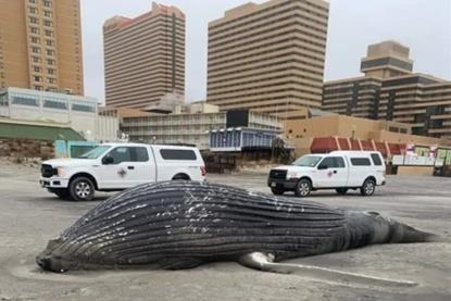 Humpback-whale-necropsy-on-December-23_-2022-in-Atlantic-City_-NJ-_photo-John-Munroe_