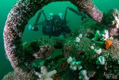 Diver examining shipwreck