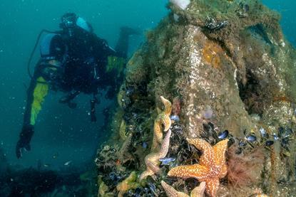 A diver with a reef cube in the foreground with starfish and molluscs