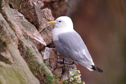 kittiwake_G.Ruthven