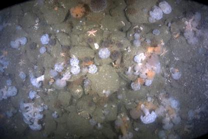 Image captured from BeWild survey