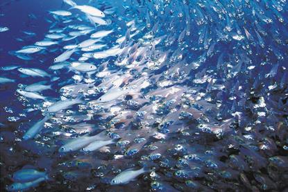 Climate change has an impact on fish stocks