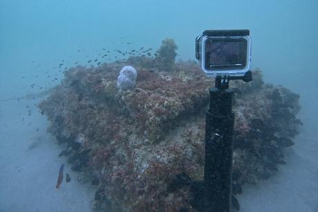 Ecoreef installation in the UAE
