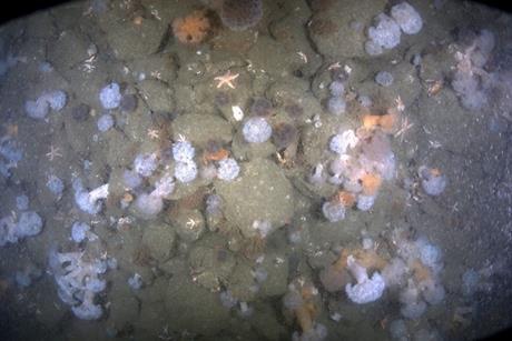 Image captured from BeWild survey