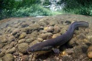 Wildlife_eels pathway 1