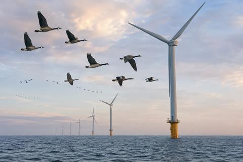 Birds and offshore wind