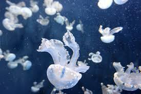 Jellyfish