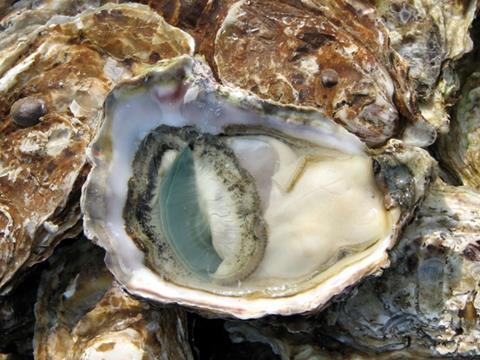 Depleted oyster production in France has limited the availability of juveniles for UK growers.