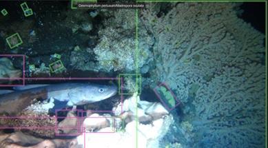 Screenshot of BIIGLE with the machine learning annotations