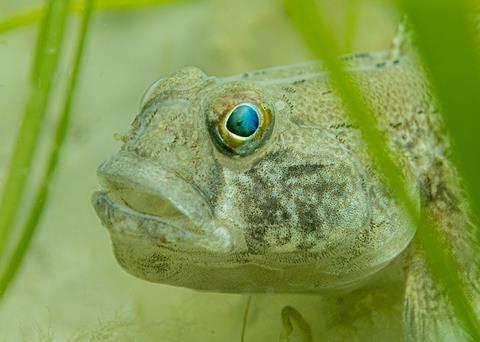 Black goby in seagrass