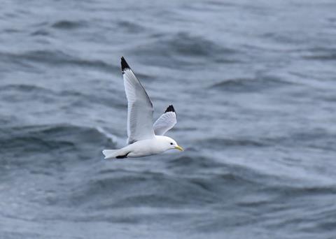 kittiwake