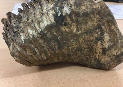 A team working at the Port of Dover has uncovered a fossilised mammoth tooth