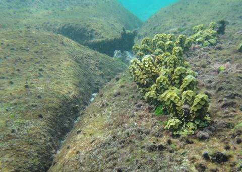ELCOROCK has already proven beneficial, encouraging underwater habitats to grow around the system