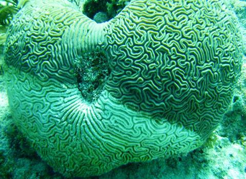 White Plague outbreak caused by warming seas triggered coral deaths, not dredging as previously claimed, says study (Photo: WPrecht)
