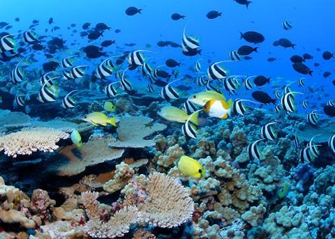 The Papahanaumokuakea Marine National Monument in Hawaii is one of the largest ocean reserves designated to date through the works of Global Ocean Legacy.