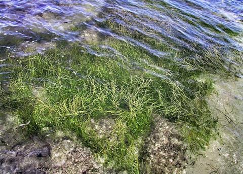 Seagrass beds are of great importance for shallow marine coastlines